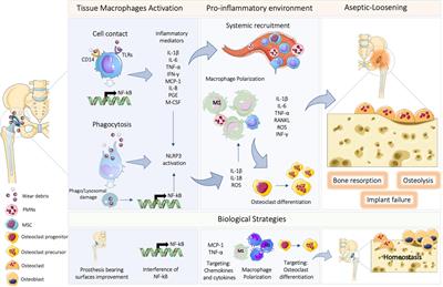 The Mechanisms Underlying the Biological Response to Wear Debris in Periprosthetic Inflammation